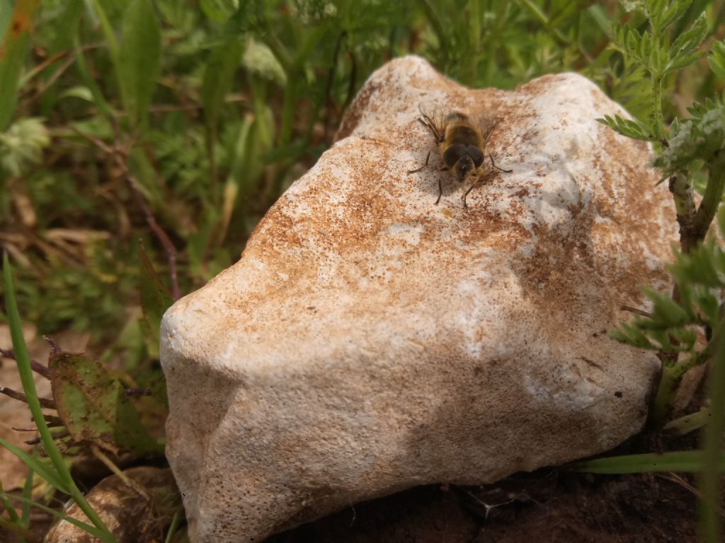 Aiuto id. per Eristalis sp.